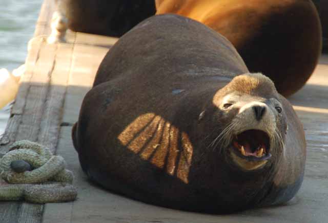 sea lions